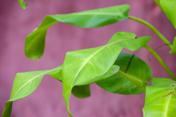 Fresh green Philodendron leaves against a soft pink background. © Jahid