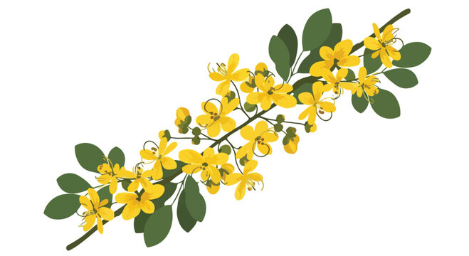 Close-up of a blooming golden chain tree branch with vibrant yellow flowers and green leaves against a white background.