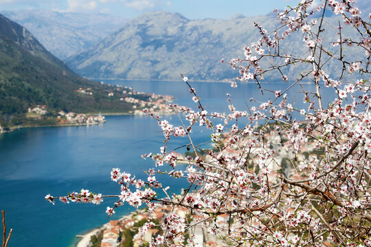 Vibrant spring blossoms frame scenic Kotor Bay, Montenegro