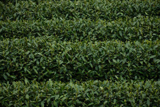 The renowned Longjing tea plantations in Hangzhou, China, are celebrated for producing one of the country's most prized green teas