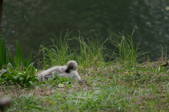 a baby swan, known as a cygnet, resting in the grass