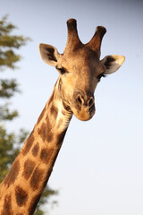 Naklejka premium Giraffe / Giraffe / Giraffa camelopardalis