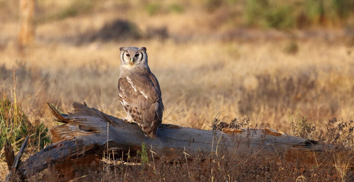 Milchuhu / Verreaux's eagle-owl  / Bubo lacteus or Ketupa lactea