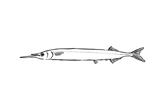 Halfbeak fish illustration line art vector, slender marine fish, educational material