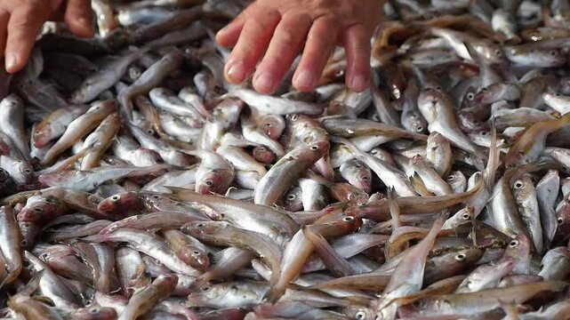 Fisherman sorts through fresh catch at market
