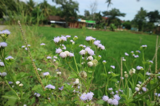 A wide-angle shot of light purple Ageratum conyzoides wildflowers blooming in a vibrant green agricultural field with a soft blurred village background.