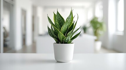 Naklejka premium Minimalist Green Plant in Pot on Clean Background