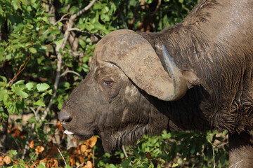 Fototapeta premium Kaffernbüffel / African buffalo / Syncerus caffer