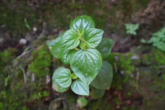 A fresh green Peperomia pellucida plant with heart-shaped leaves thrives on a damp moss-covered surface in a tropical forest setting.