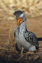 Obraz premium Rotringtoko oder Südlicher Gelbschnabeltoko / Southern yellow-billed hornbill / Tockus leucomelas