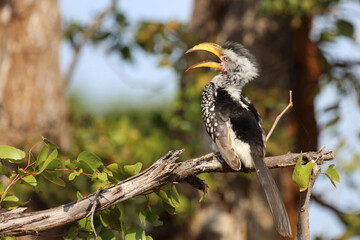 Rotringtoko oder Südlicher Gelbschnabeltoko / Southern yellow-billed hornbill / Tockus leucomelas © Ludwig