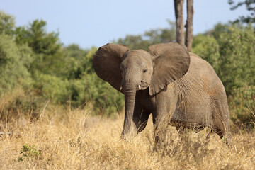 Fototapeta premium Afrikanischer Elefant / African elephant / Loxodonta africana
