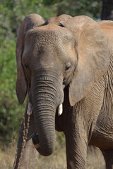 Obraz premium Afrikanischer Elefant / African elephant / Loxodonta africana