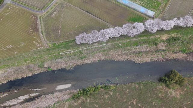 加古川　堤防　桜　並木　満開