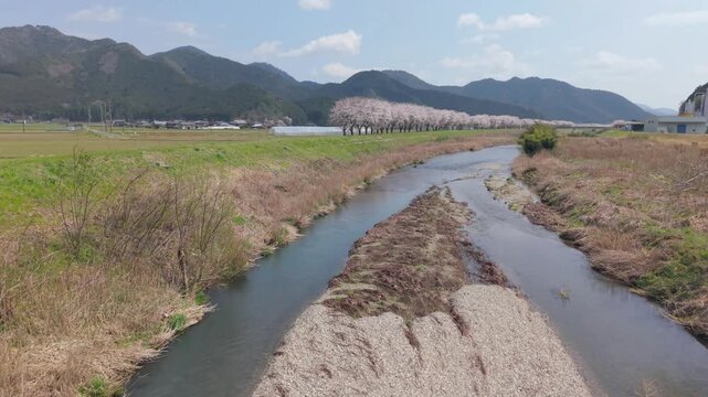 加古川　堤防　桜　並木　満開