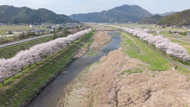 加古川　堤防　桜　並木　満開