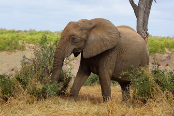 Fototapeta premium Afrikanischer Elefant / African elephant / Loxodonta africana