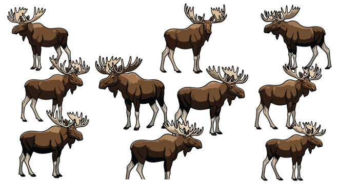 Illustration of multiple moose in various poses with large antlers on a white background.