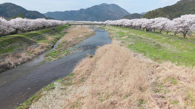 加古川　堤防　桜　並木　満開