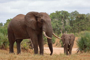Obraz premium Afrikanischer Elefant / African elephant / Loxodonta africana