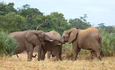 Fototapeta premium Afrikanischer Elefant / African elephant / Loxodonta africana