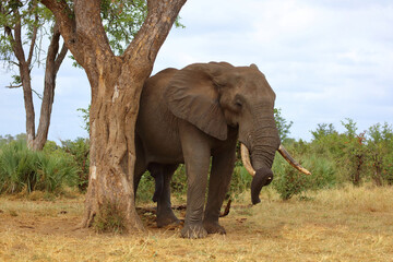 Obraz premium Afrikanischer Elefant / African elephant / Loxodonta africana