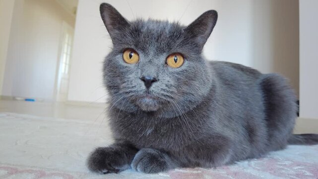 Cute british shorthair cat lying on carpet, looking at camera and turning head, home pet video.