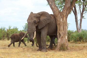 Obraz premium Afrikanischer Elefant / African elephant / Loxodonta africana