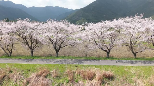 加古川　堤防　桜　並木　満開
