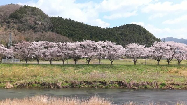 加古川　堤防　桜　並木　満開