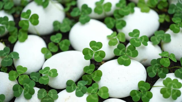White stones surrounded by green clover leaves.