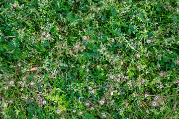 Obraz premium Top View of Natural Green Grass and Wild Tiny Flowers Texture - Floral Background