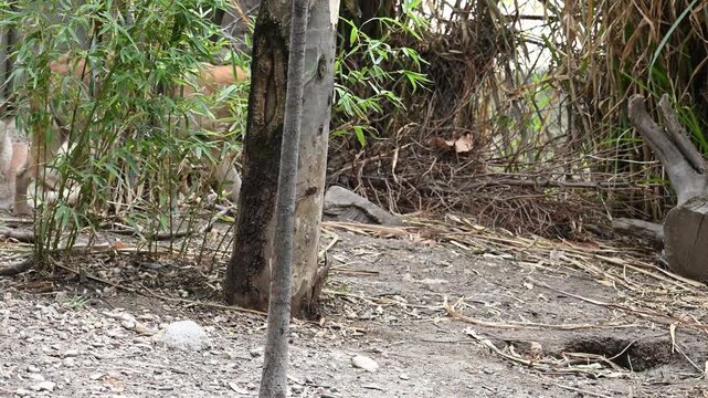 Australian dingoes in their natural habitat.