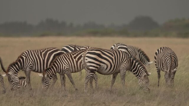 Two zebras grazing on golden dry savannah Kenya East Africa wildlife close-up shot