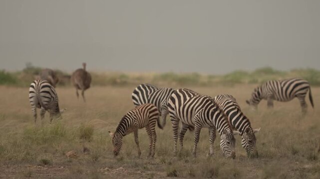 Two zebras grazing on savannah in Maasai Mara Kenya East Africa wildlife close shot