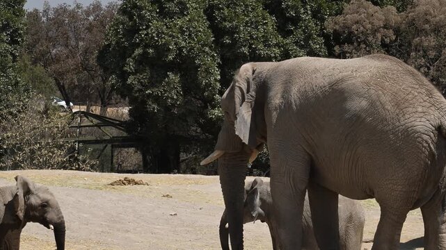 Mother and baby elephant in their natural habitat.