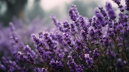 Naklejka premium Close-up shot of blooming lavender flowers in a field with soft focus background.