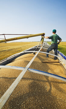 a farmer supervises an auger loading wheat into a farm truck during the harvest, near Lorette, Manitoba, Canada