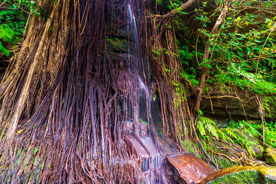 Dramatic aerial banyan tree roots cascading over mossy rocks with a small waterfall in lush tropical rainforest at Phu Pha Yon National Park, Thailand rainy season.