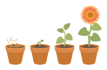 Obraz premium Flower growth stages vector set, seed sprout fully bloomed phases, cute cartoon plant life cycle, cultivation education visuals, isolated illustrations