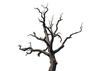Fototapeta premium Dead gnarled tree branch structure on transparent background showing dried out wood and leafless texture