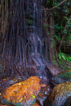 Mystical banyan tree aerial roots cascading beside a silky waterfall over wet mossy boulders in deep tropical rainforest at Phu Pha Yon National Park, Thailand.