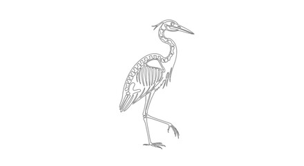 Obraz premium Heron Skeleton Anatomy Illustration