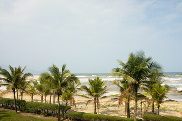 Fototapeta premium Sunlight bathes golden sand along the calm ocean. Lush palm trees line the shoreline. Gentle waves roll toward the shore. Clear blue sky dominates the horizon