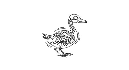 Fototapeta premium Duck Skeleton Anatomy Illustration - Line Art