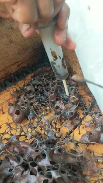 Trigonal bee honeycomb harvest on the farm