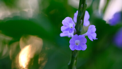 flowers of brazilian tea, an herbaceous plant, are borne in long, upright spike like inflorescences with small, purple flowers © PATTASUWANNAKORN