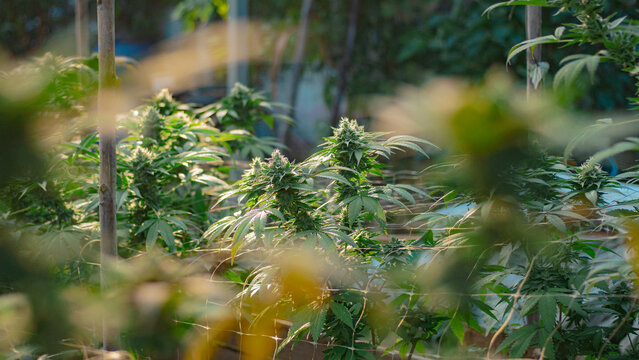 Organic marijuana cultivation facility in Thailand with natural lighting