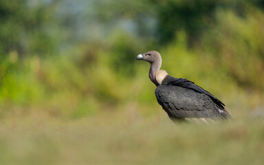 Obraz premium Beautiful bird in the wild life of Nepal.