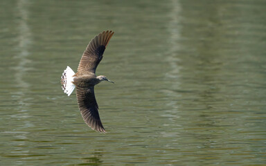 Fototapeta premium Beautiful bird in the wild life of Nepal.